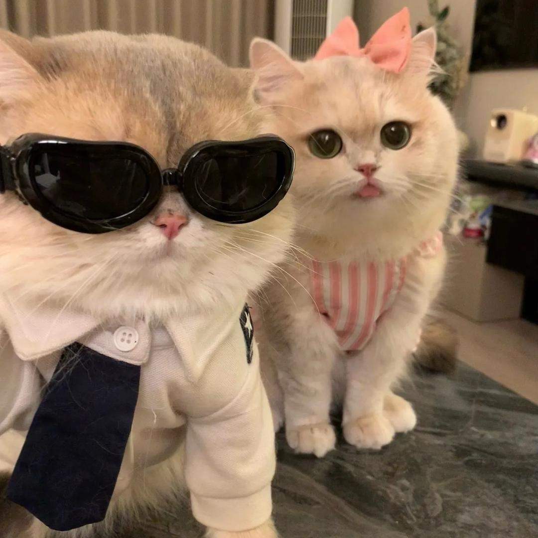 🐱淘气大魔王🐱
