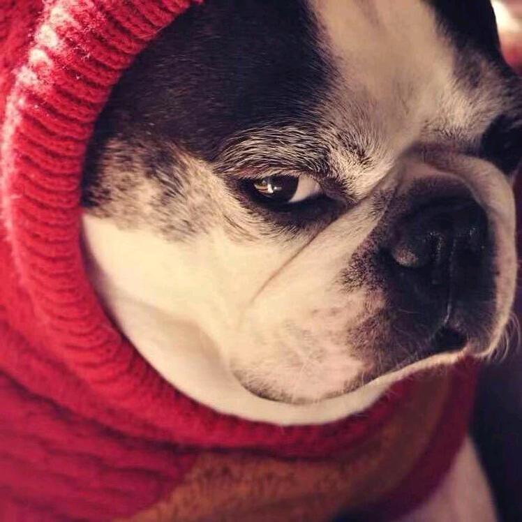 好几百万只猴子