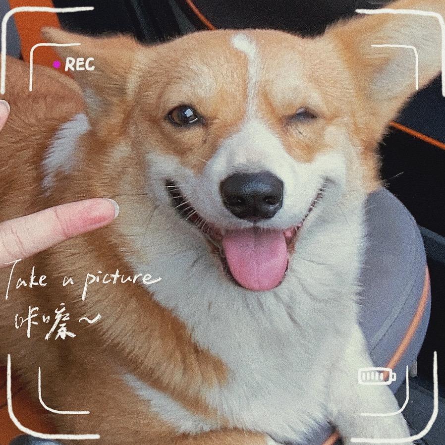胖狗