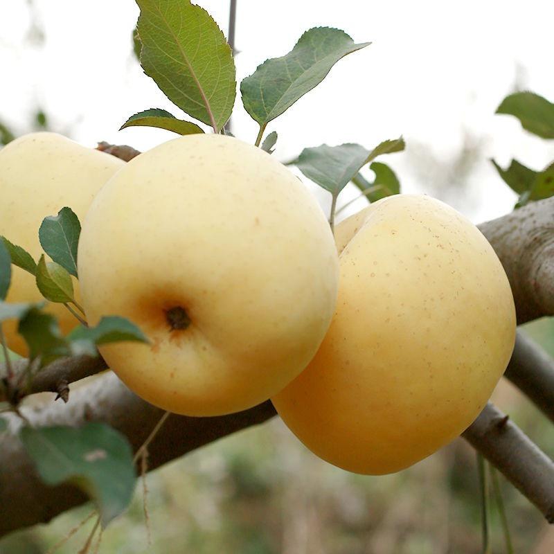 延安果清扬果品