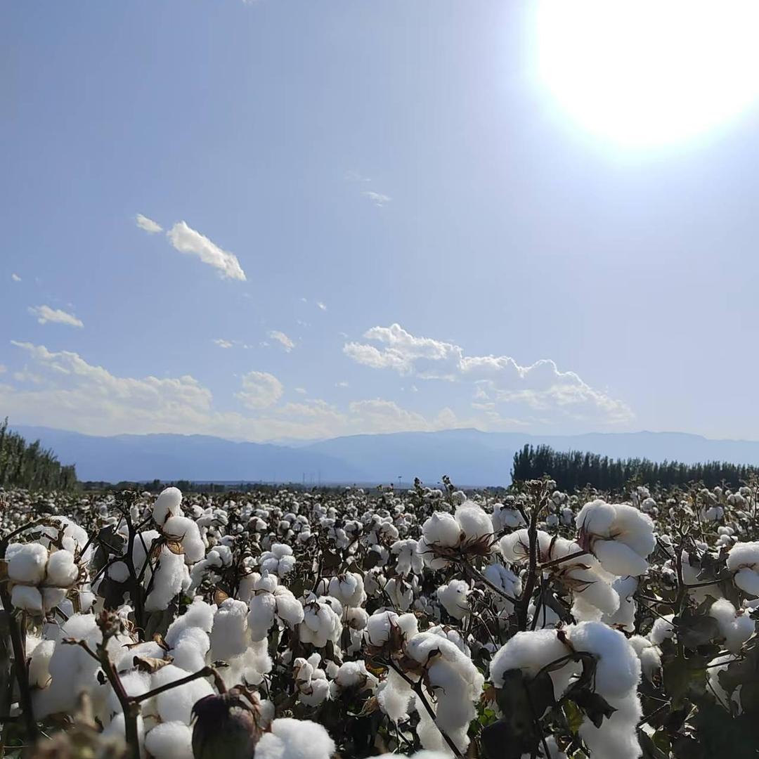 东江新疆棉花被