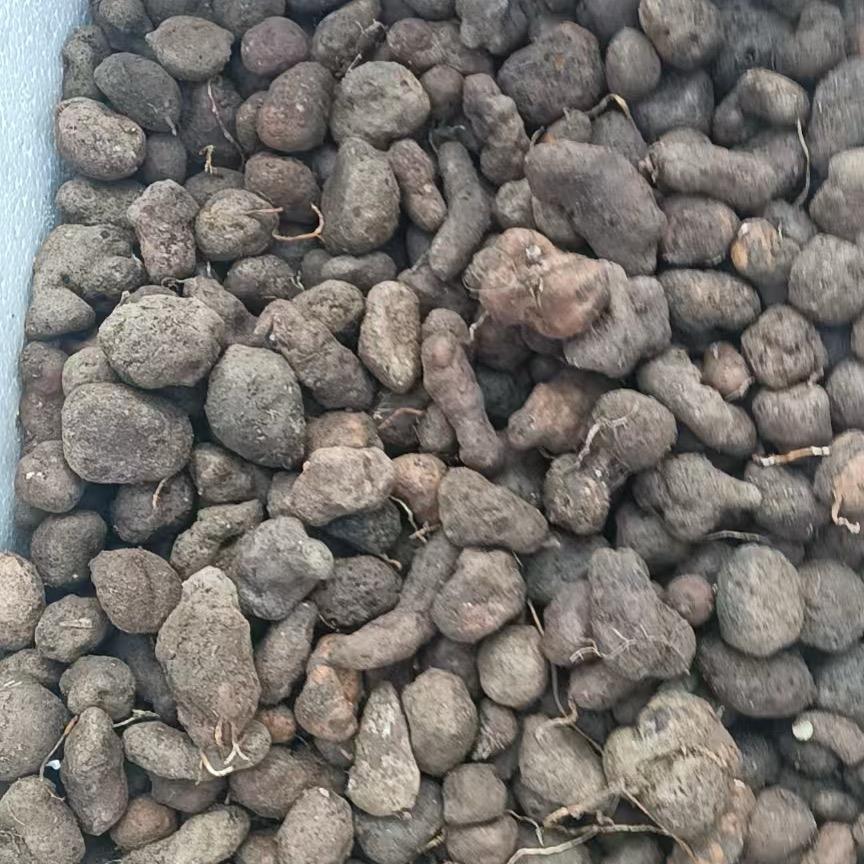 中药材种植雷丸