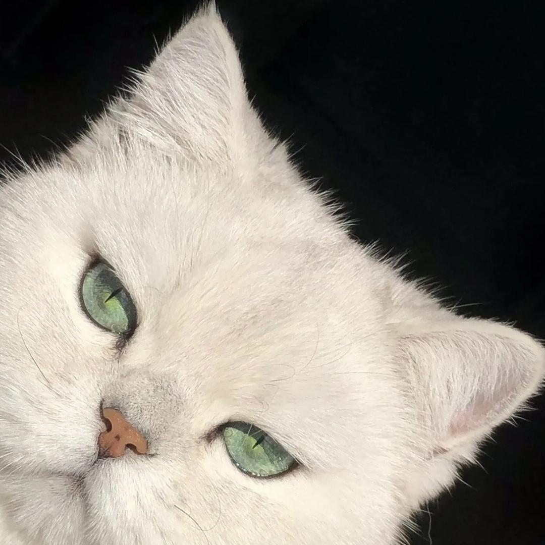 猫咪生产队