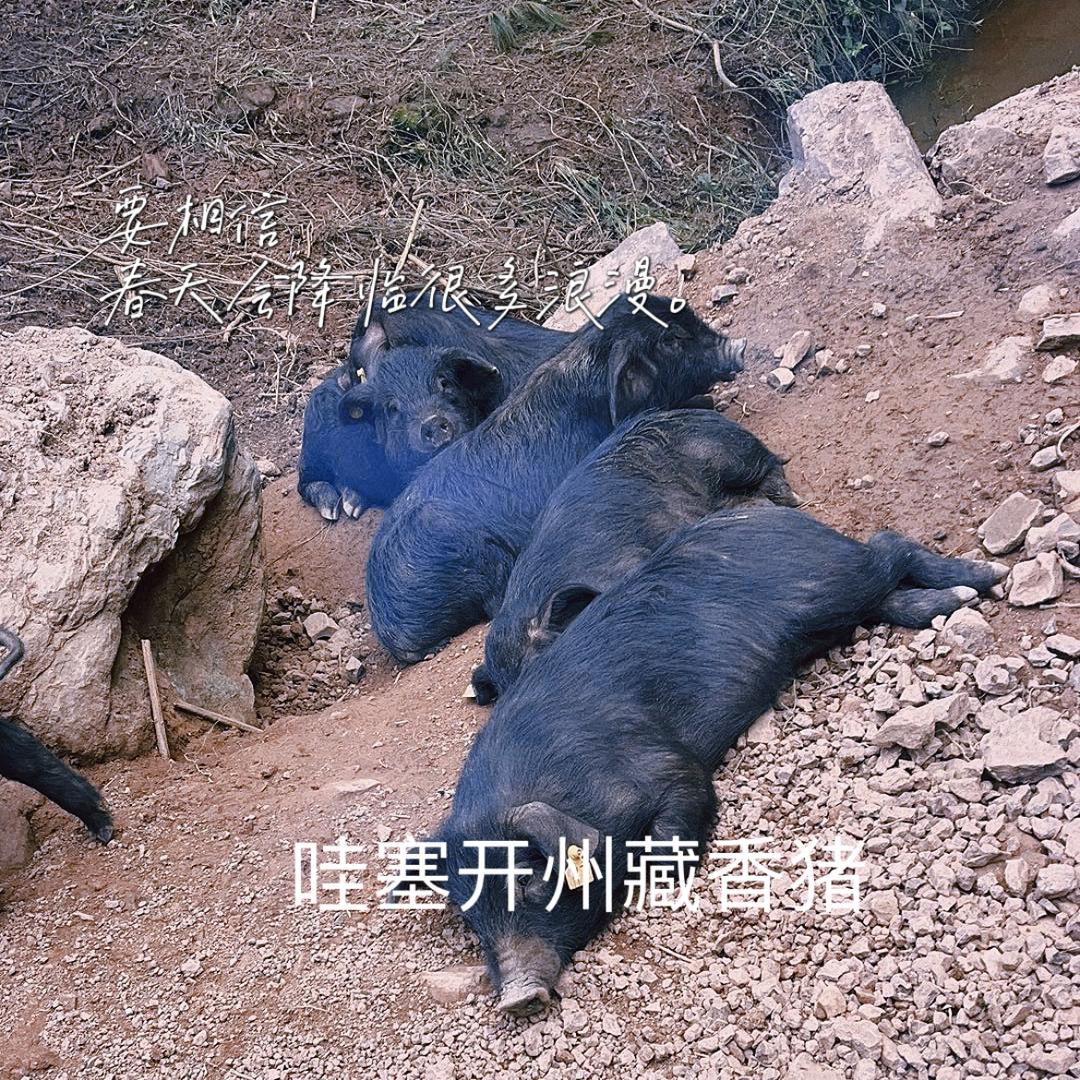 🐷哇塞🐷开州藏香猪