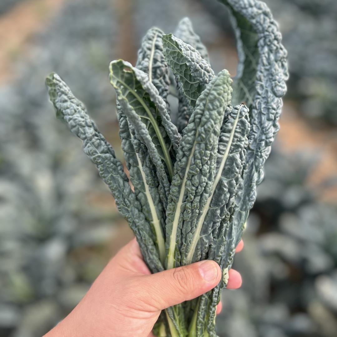 康诚万亩大棚农产品