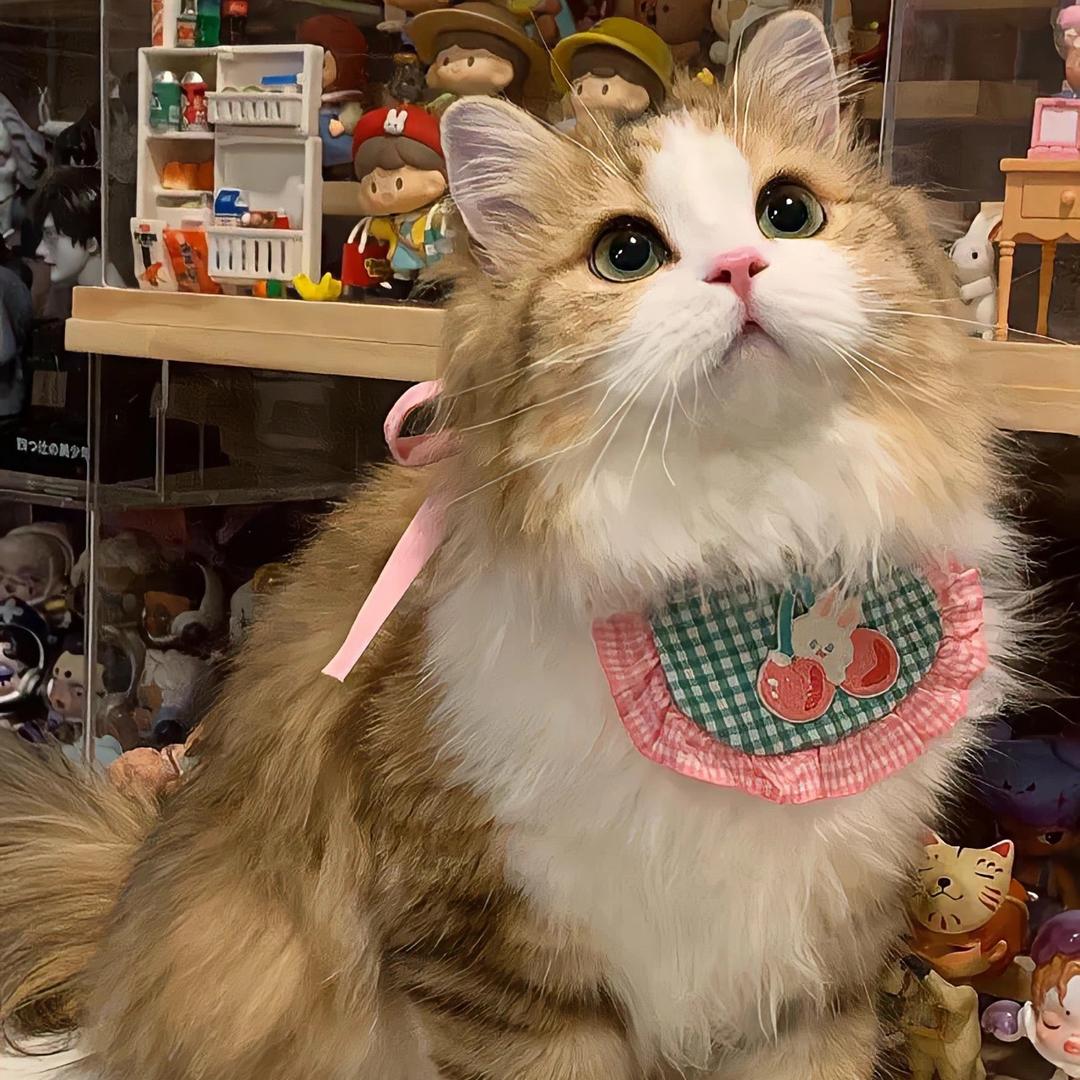 - ̗̀ ꪔ̤̥ꪔ̤̮ꪔ̤̫  ̖́-