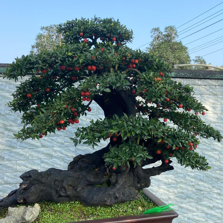 红园帅金弹子