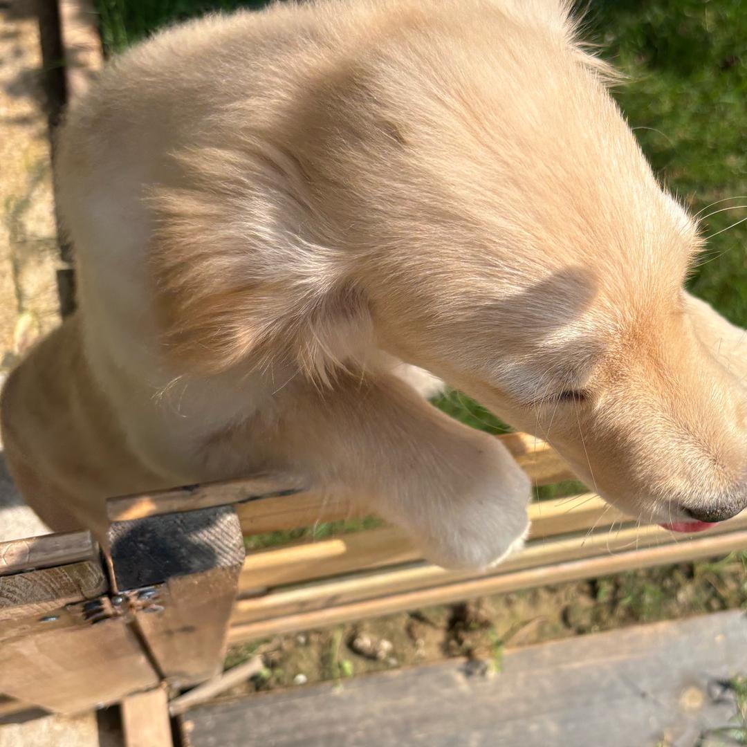 学电路学电路求求🙏