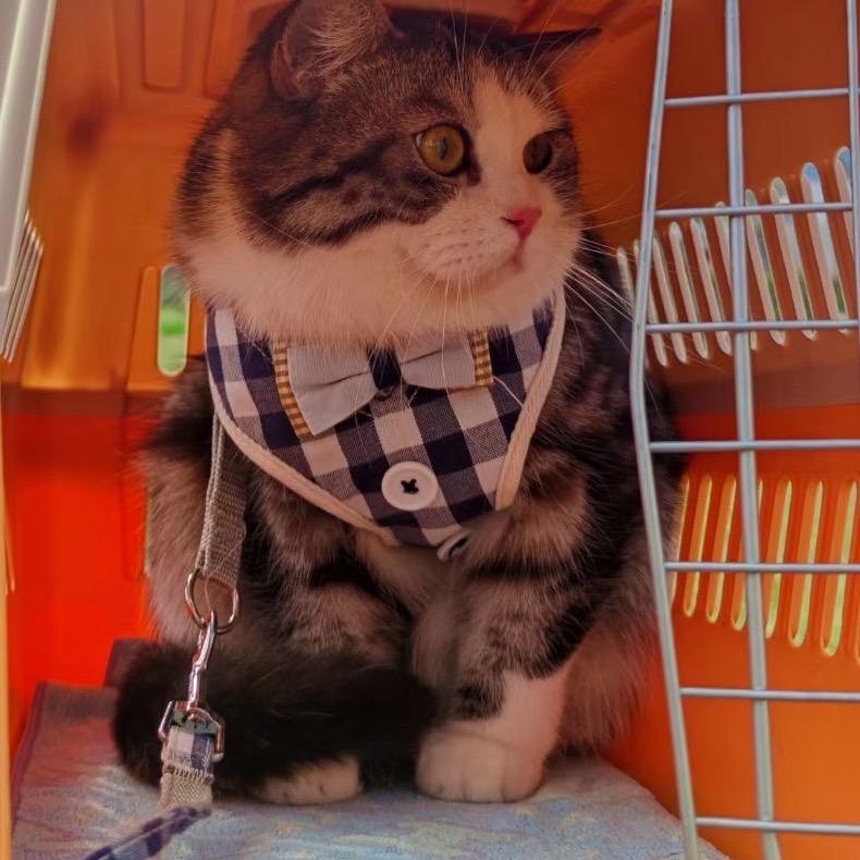 🎱末期爱人（🐒）