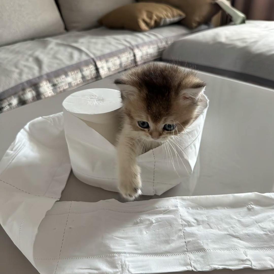 小呆-