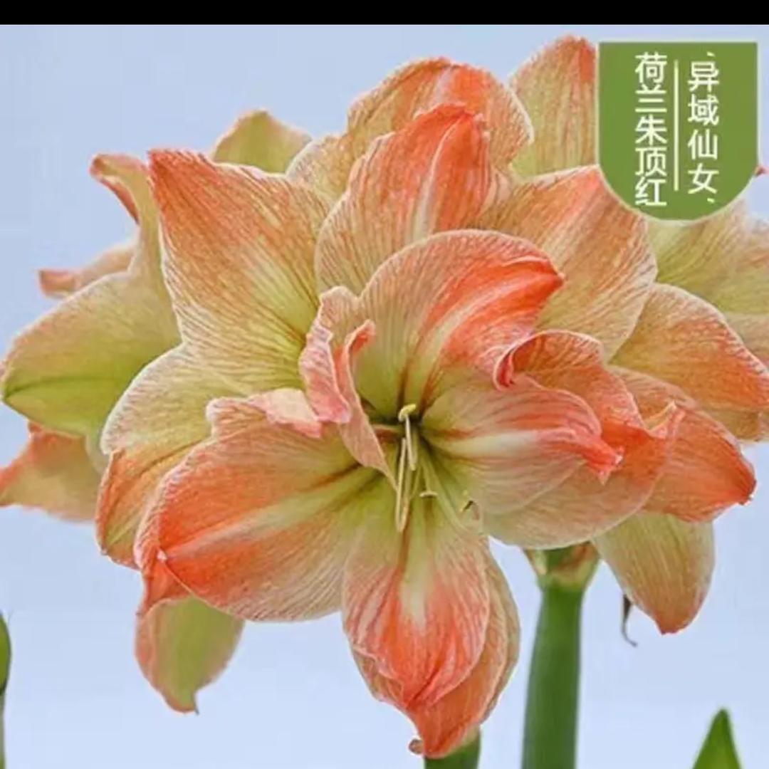 花前月下