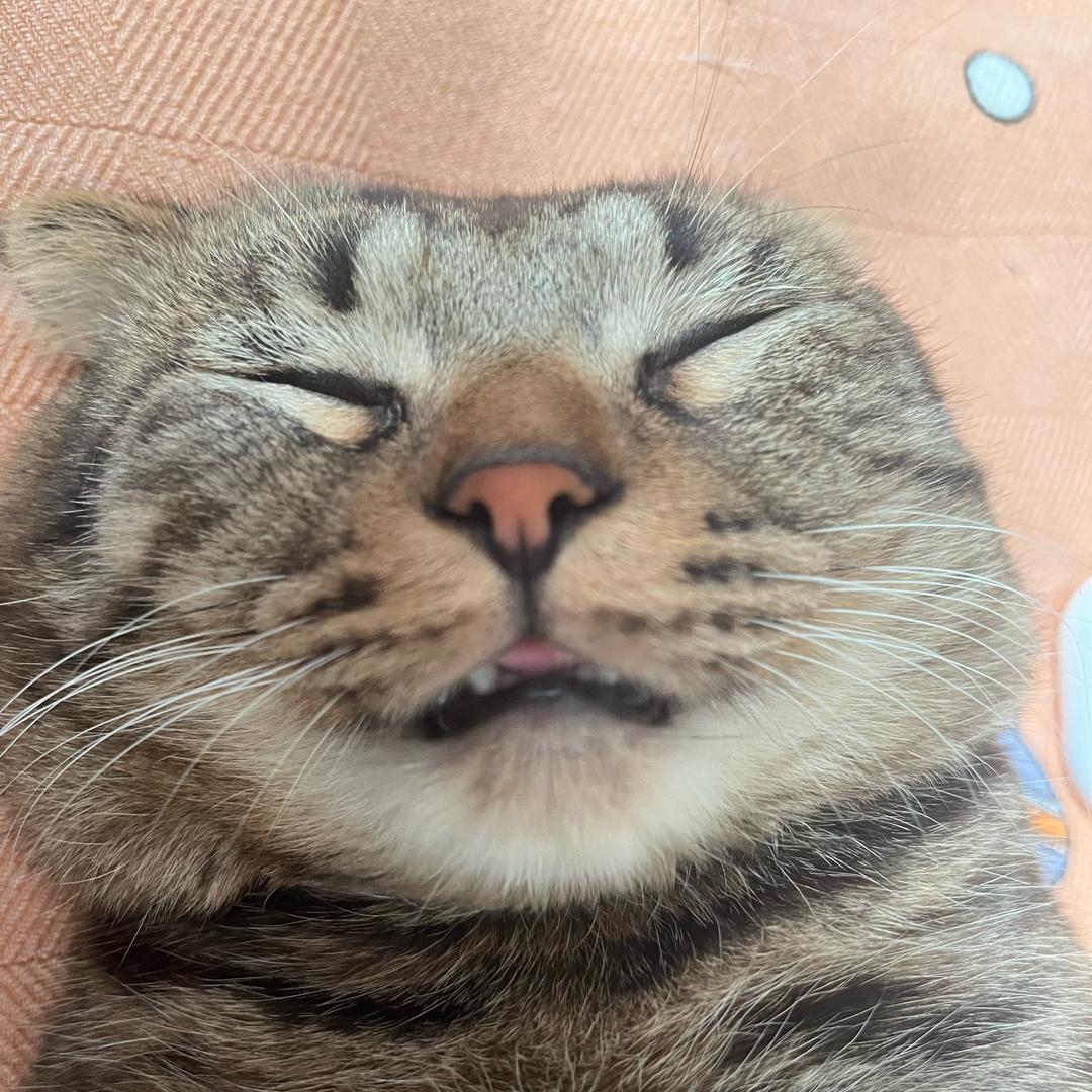桃之夭夭