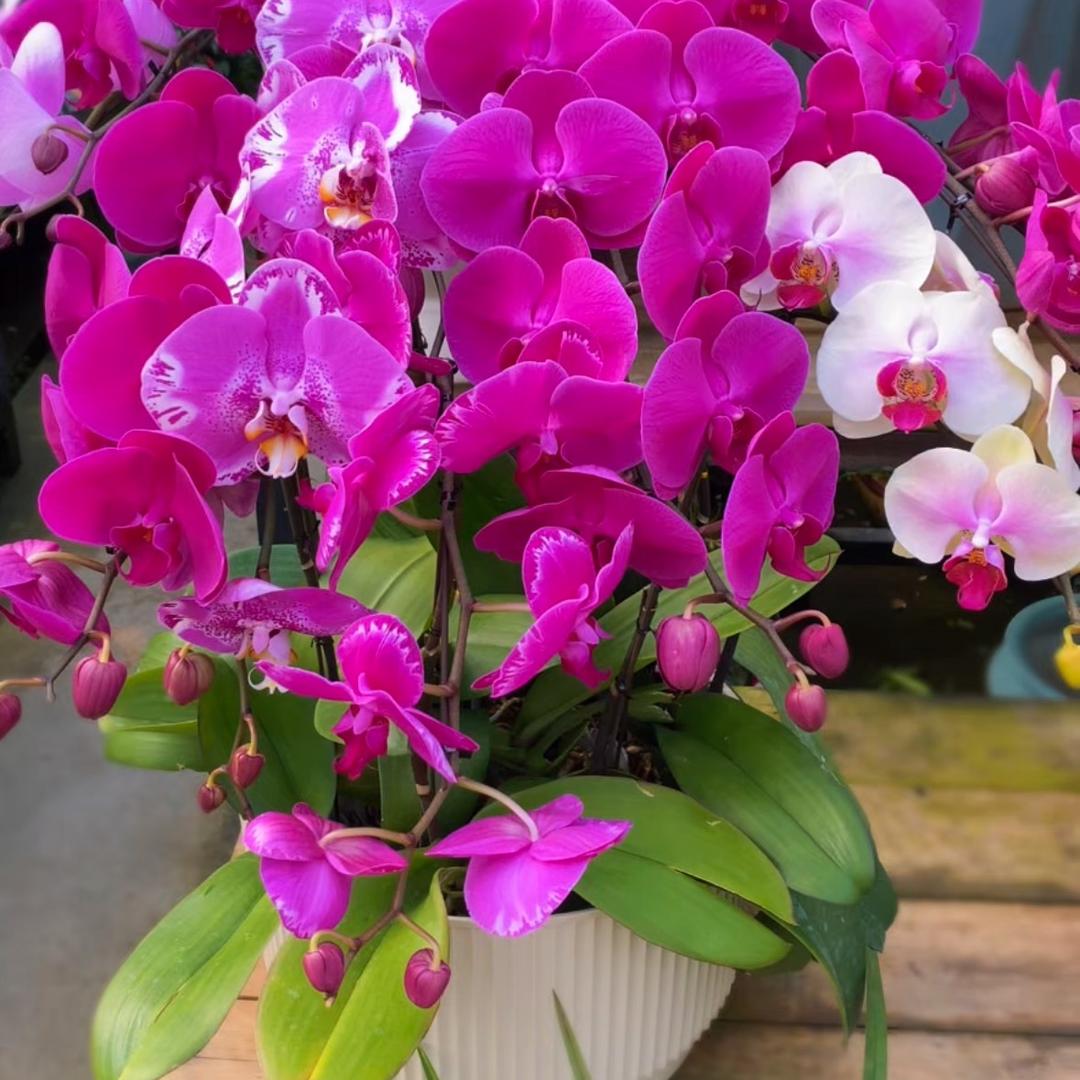 如奕花卉