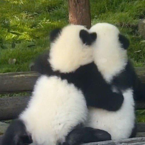 正义熊猫🐼
