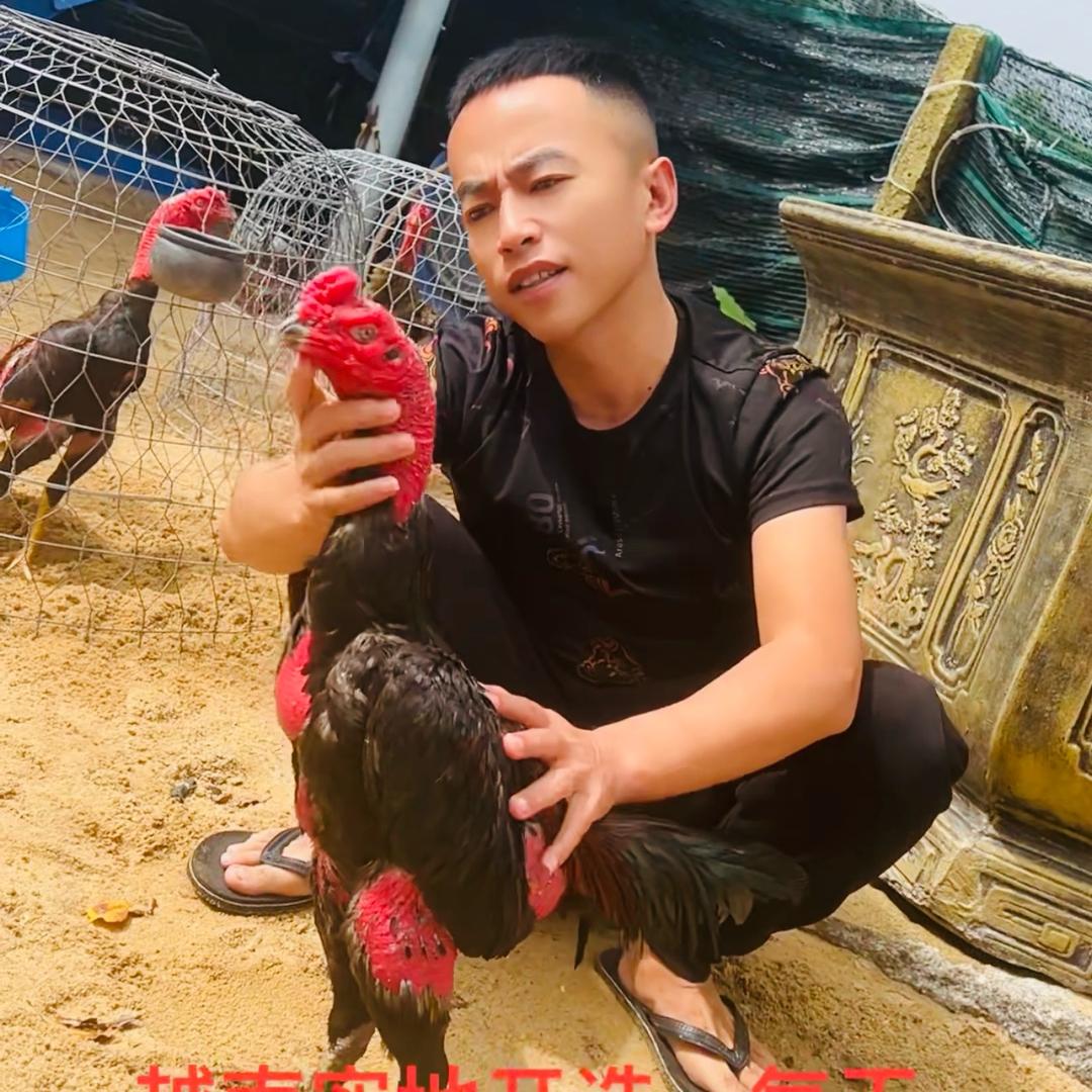 凯里天哥斗鸡养殖