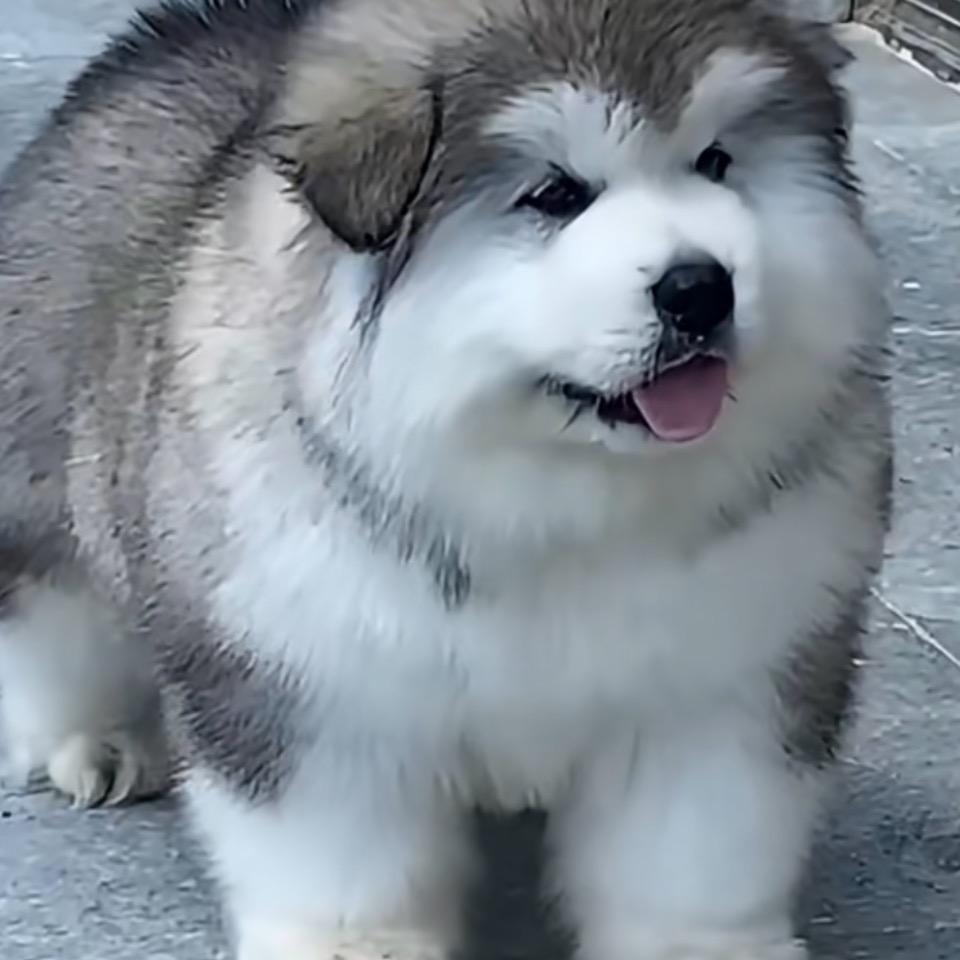 雪橇之家萌宠