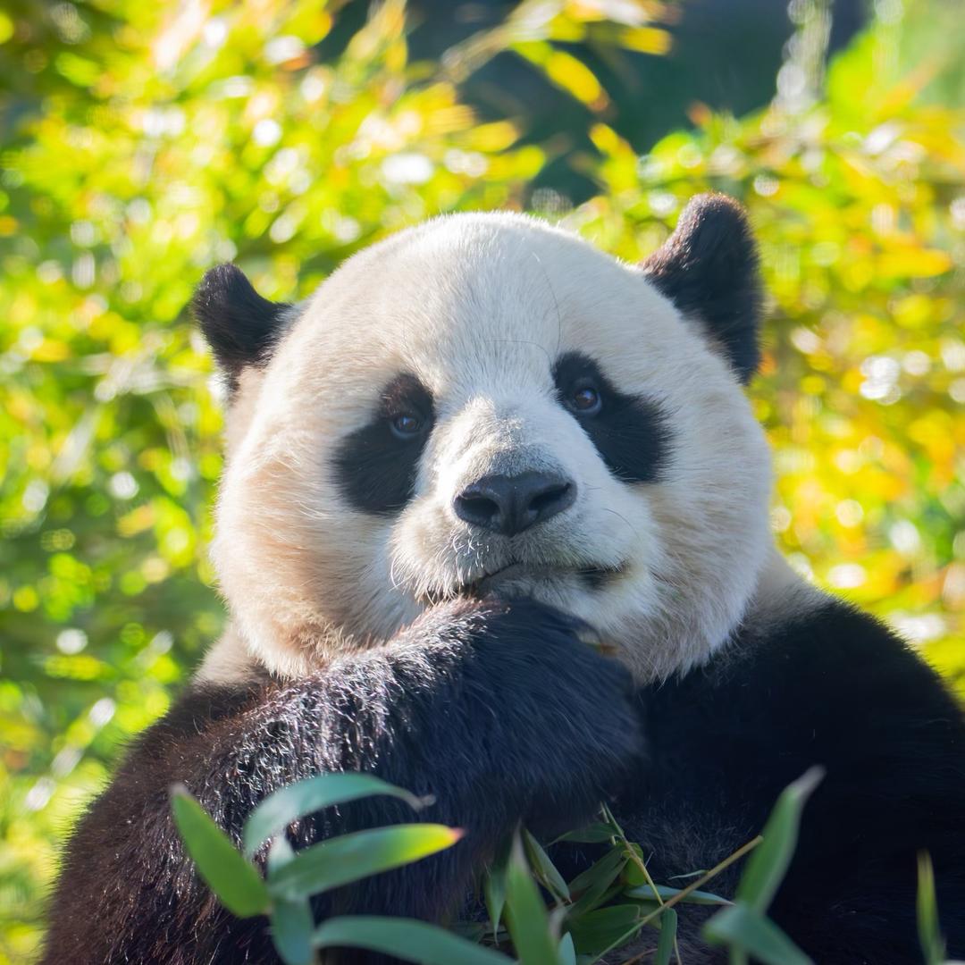 Lareina🐼