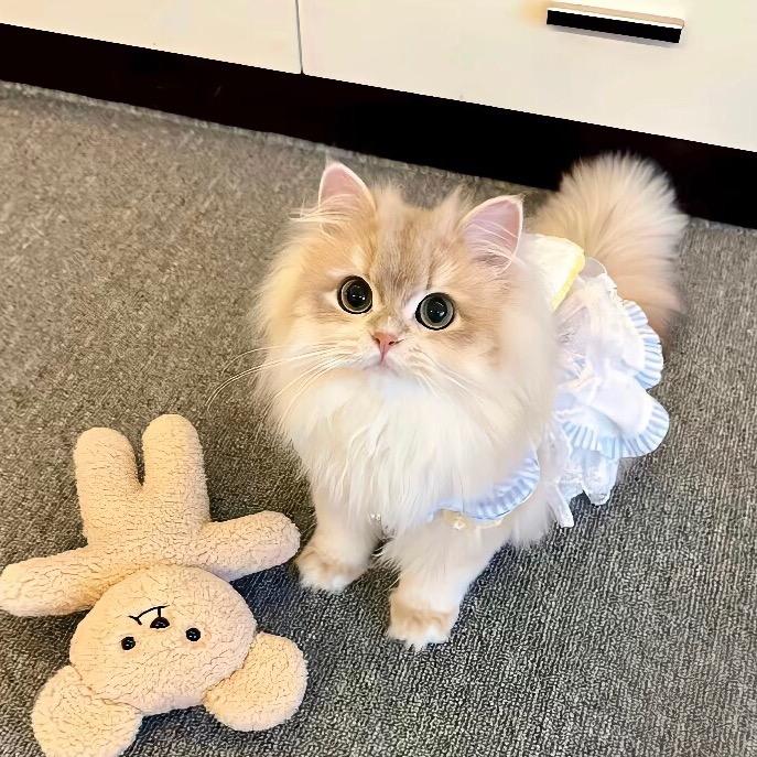 🍤🍤