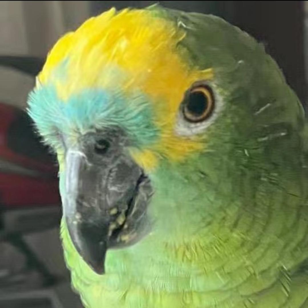 小点点