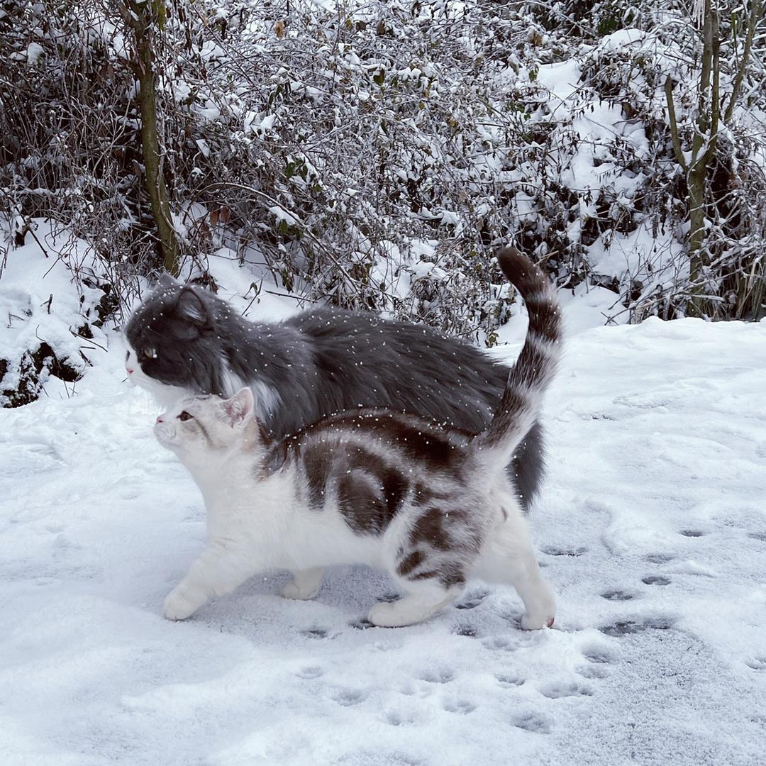 Judy的猫