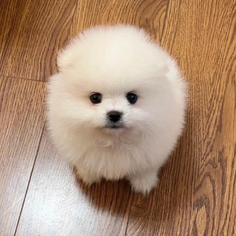 方糖小博美.
