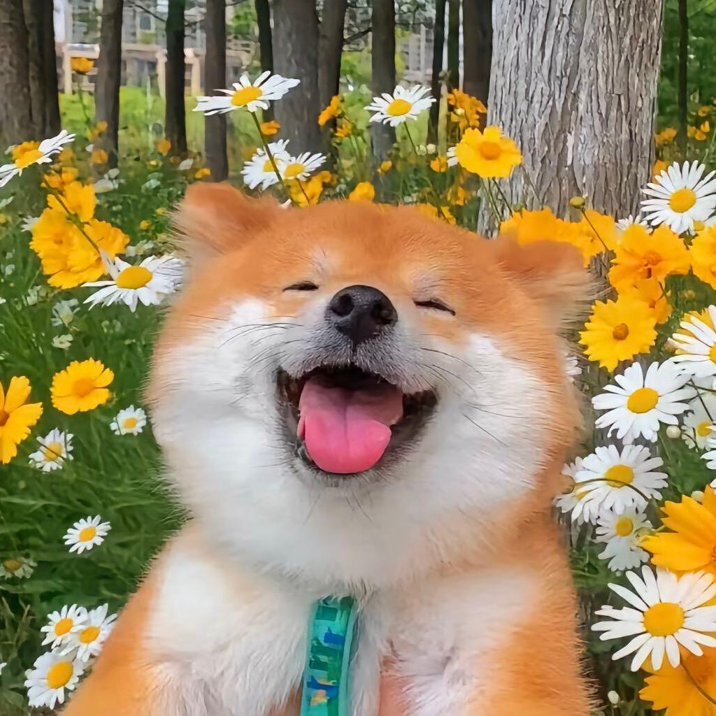 萌趣动物员