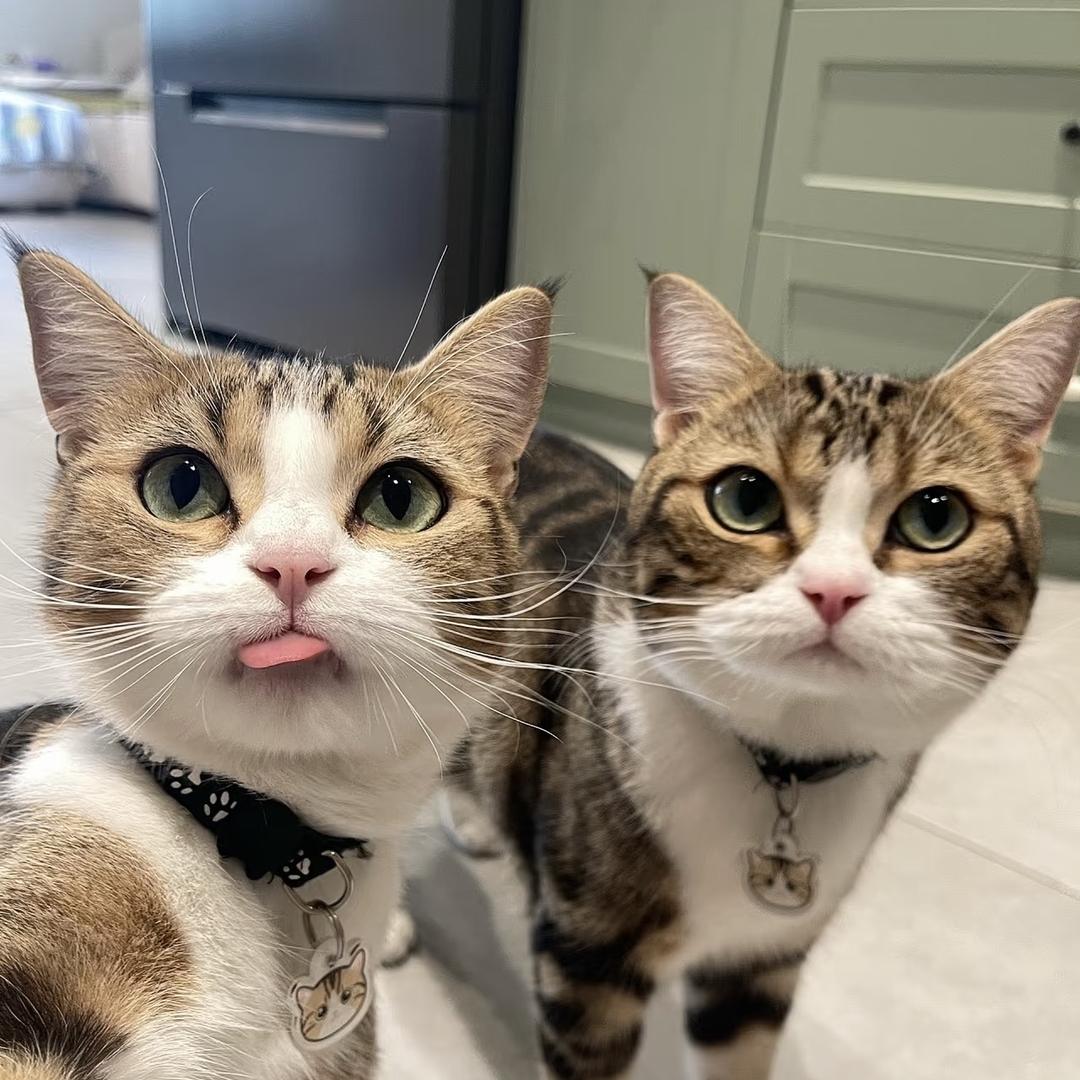 猫铃宠物用品店