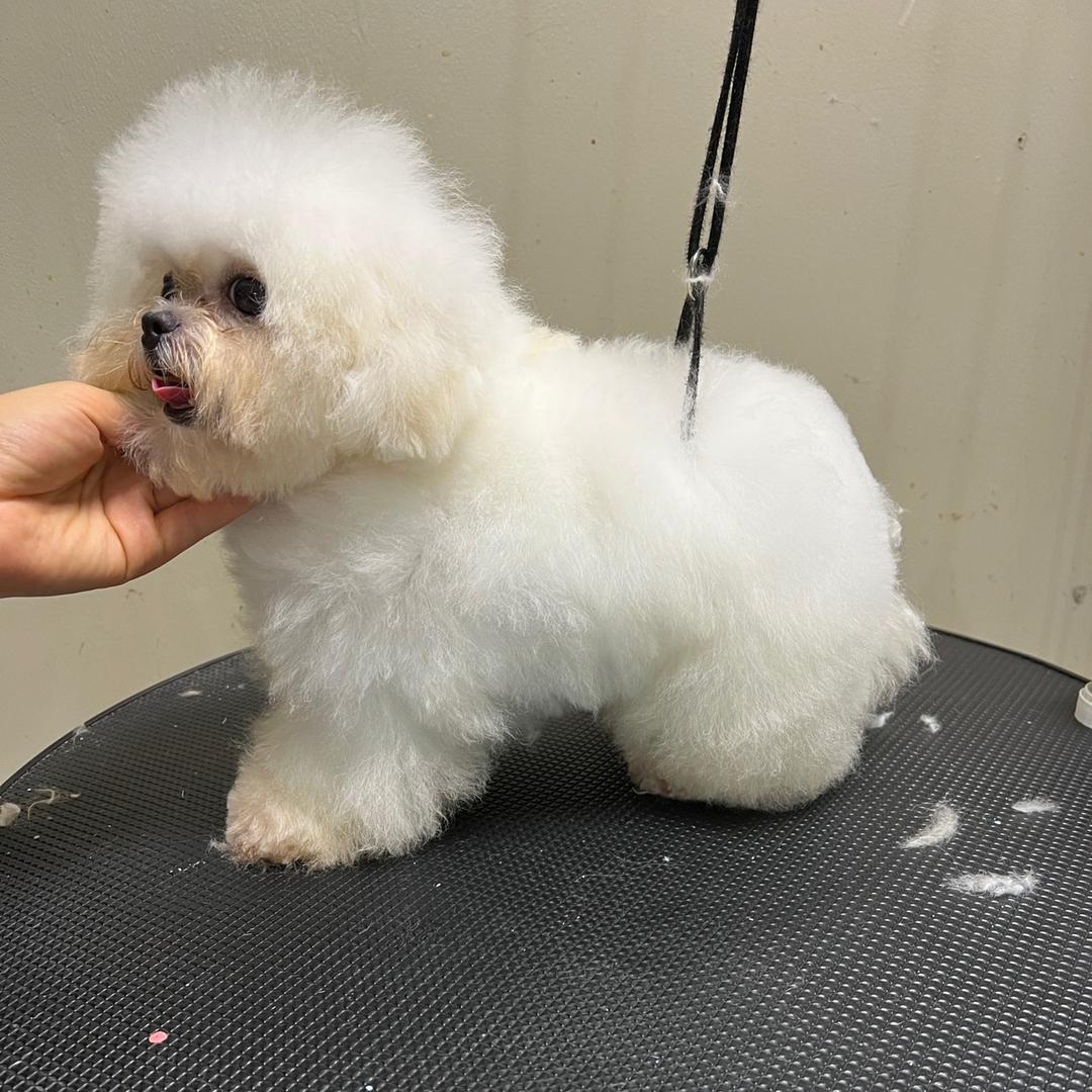 赵青比熊西高地