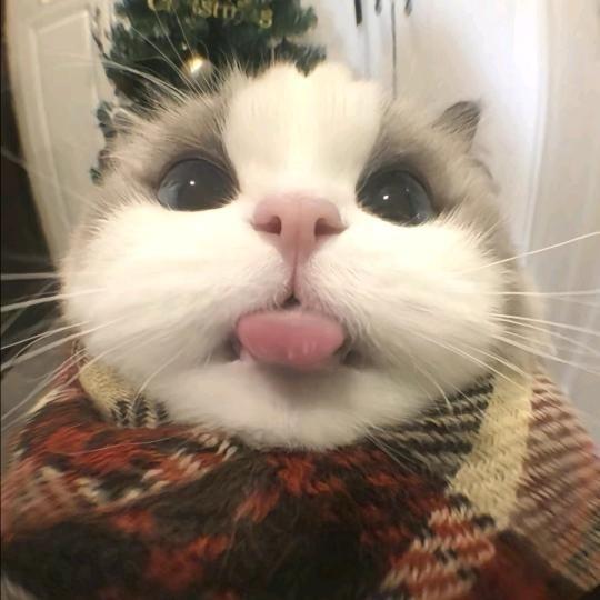 皮蛋瘦肉粥