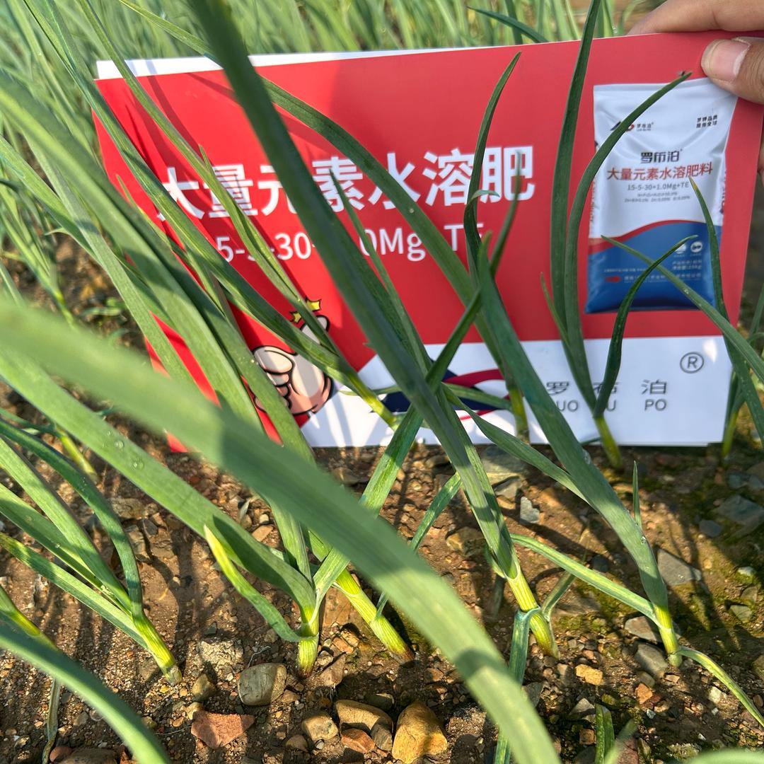 罗布泊川农联梁