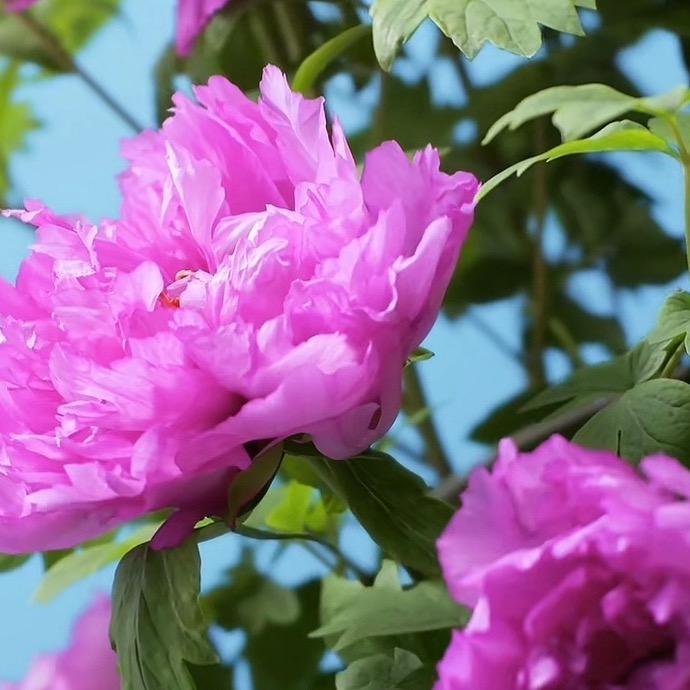 富贵花开