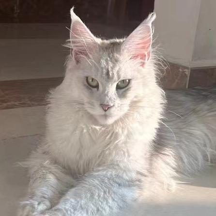 姗姗之家宠物铺