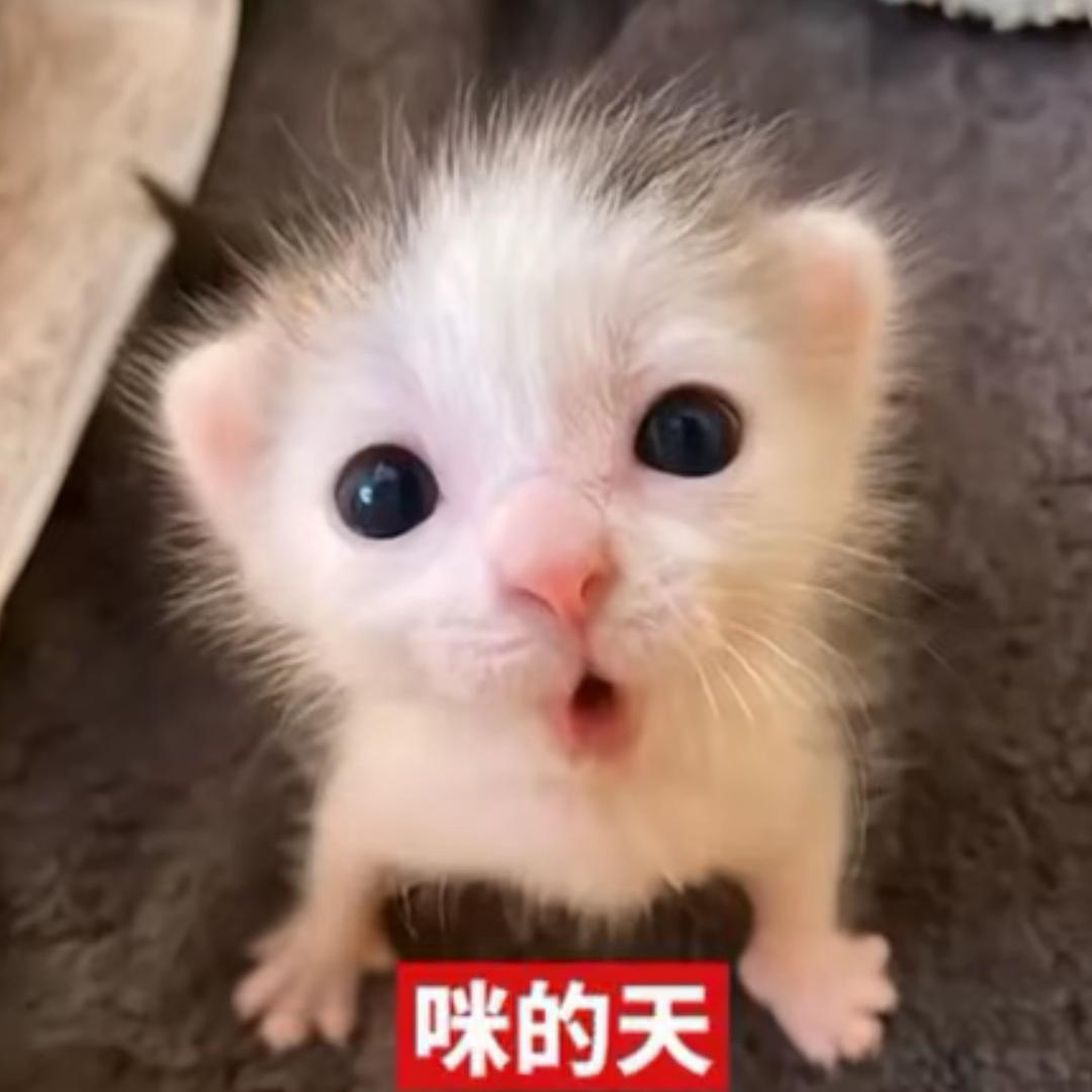 带刺的玫瑰