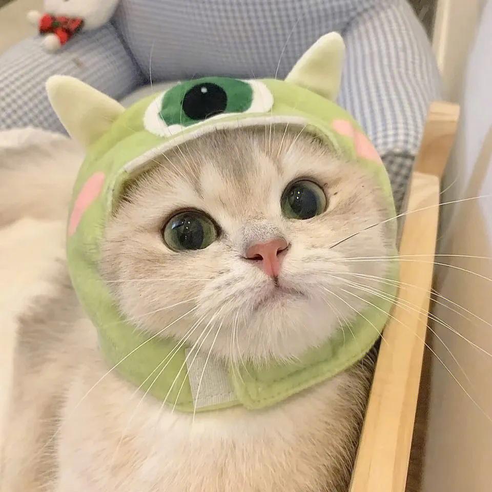 小猫🐟爱吃鱼