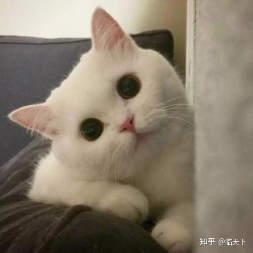 稀饭