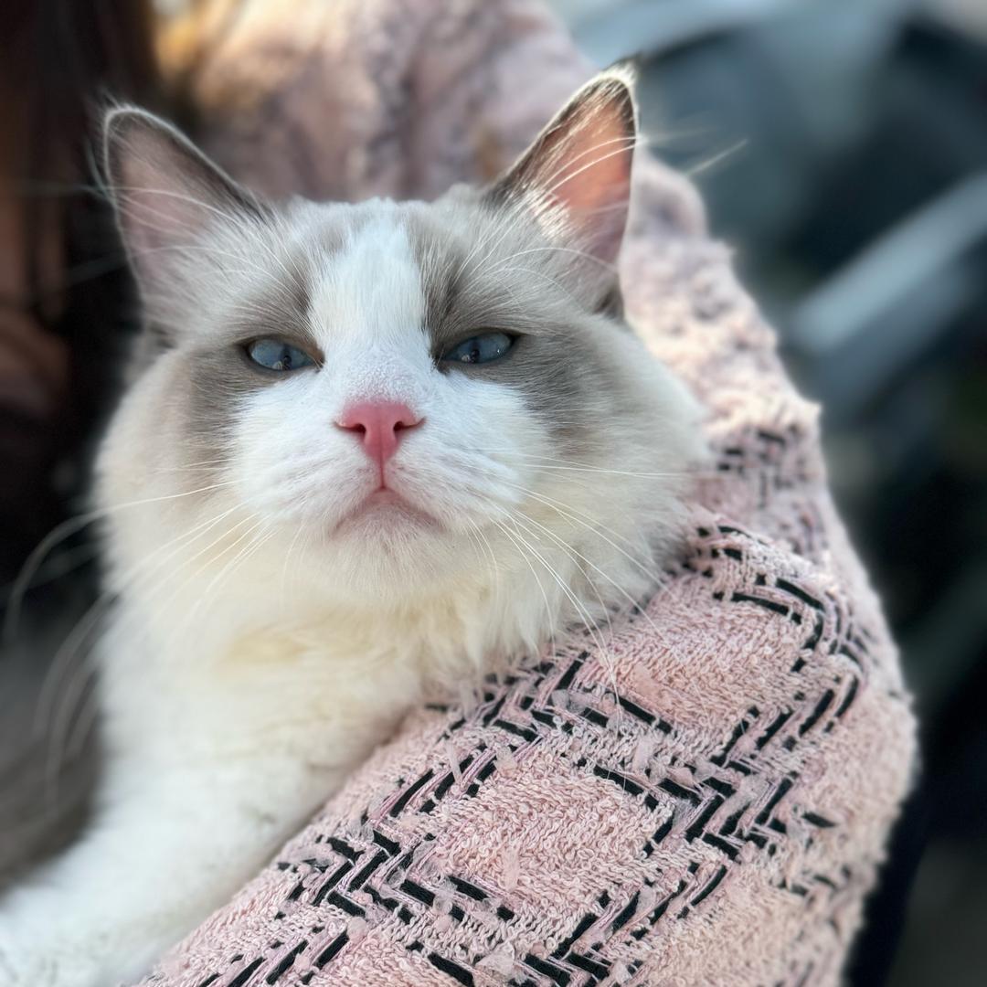 芋圆卷卷猫