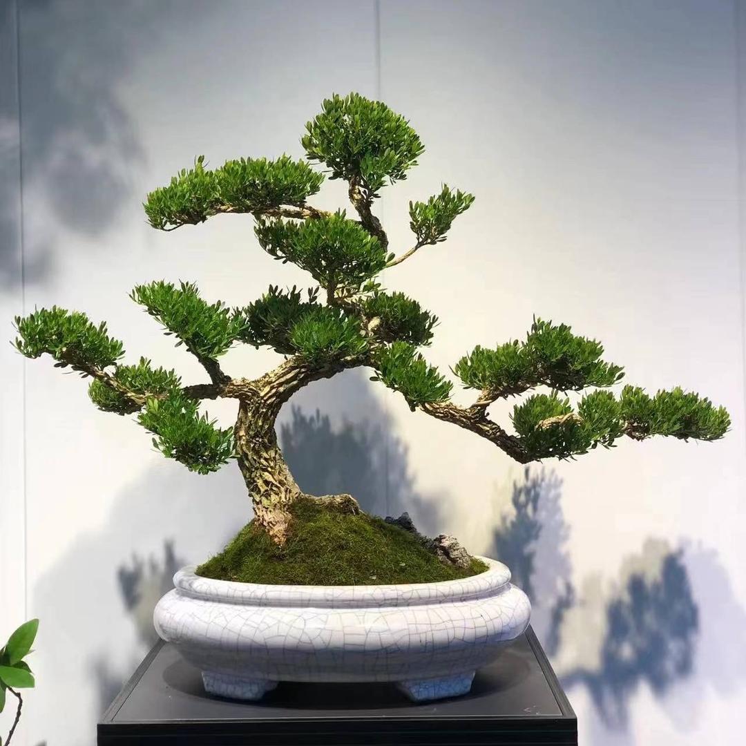金田盆景园