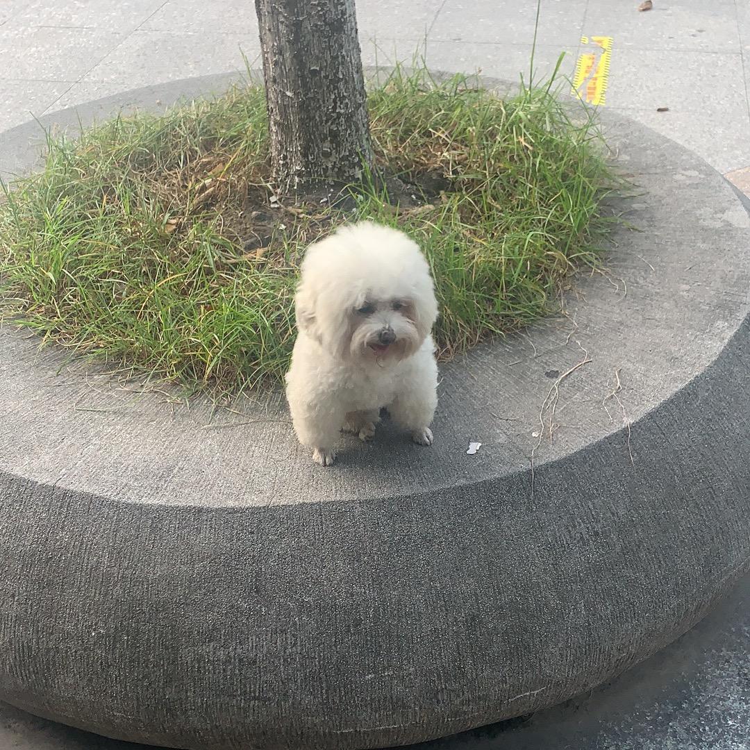 diooorzhu
