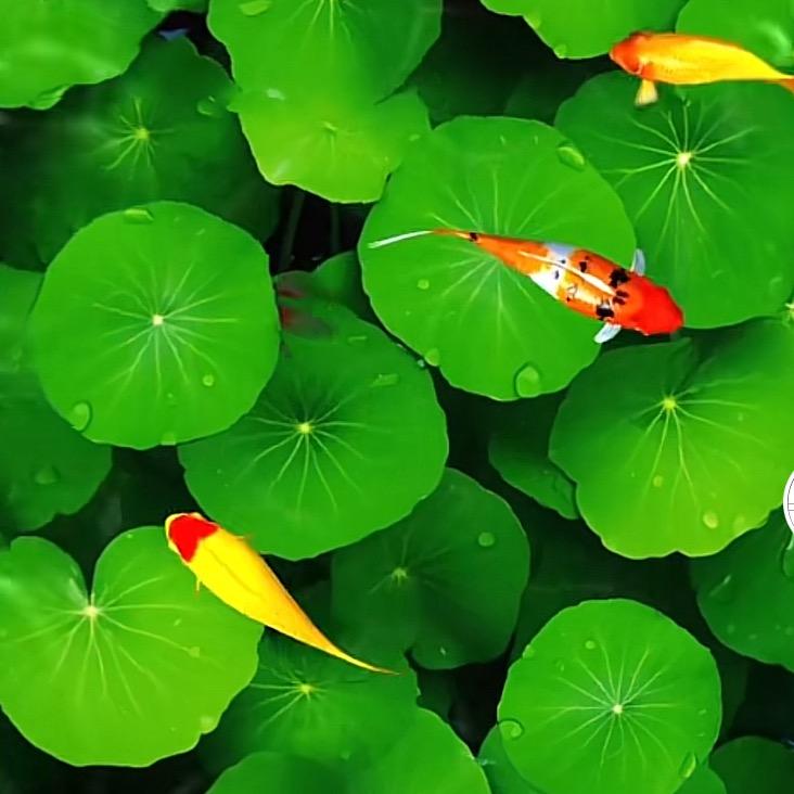 会飞的鱼🐟