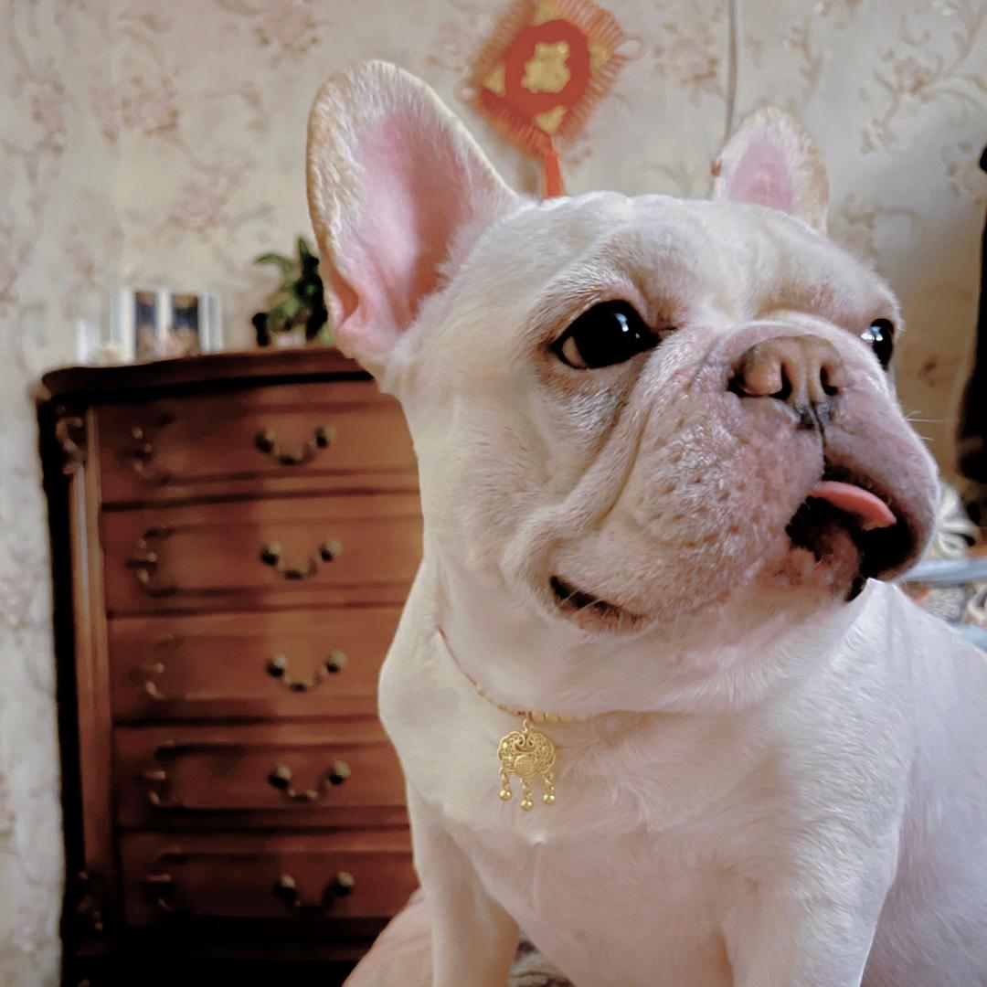 小怪兽和它的憨憨弟弟大福