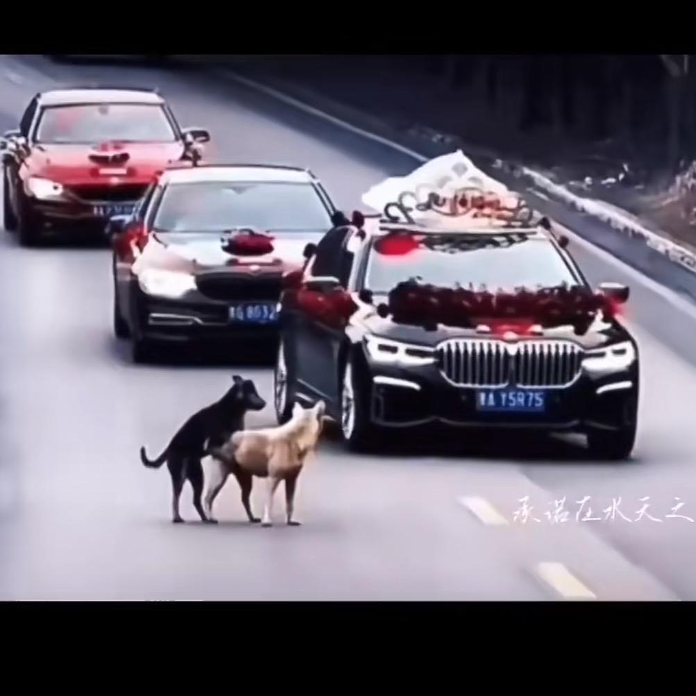 小核蛋
