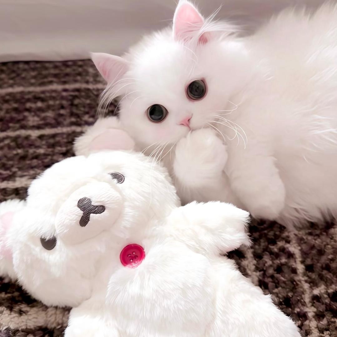 fluffy(^ ^)