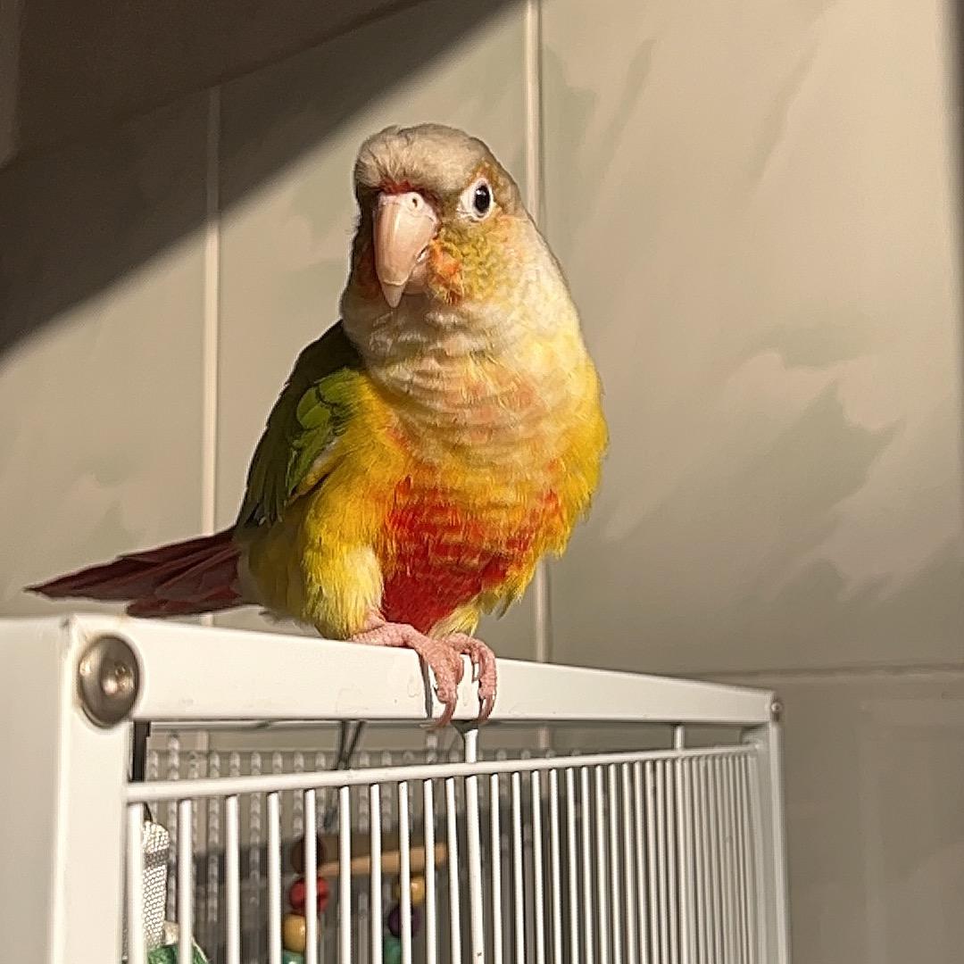 多多&乐乐🦜