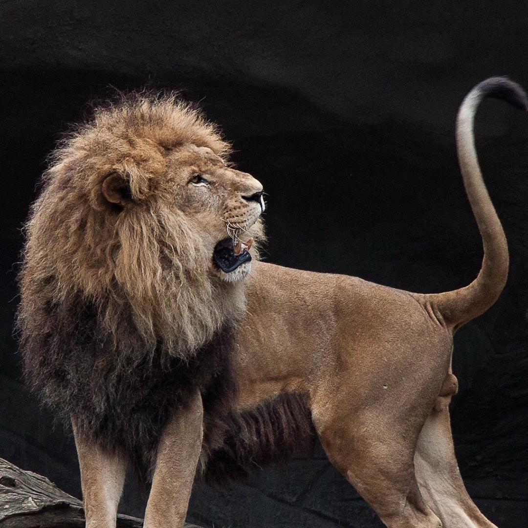 大航  人心向善