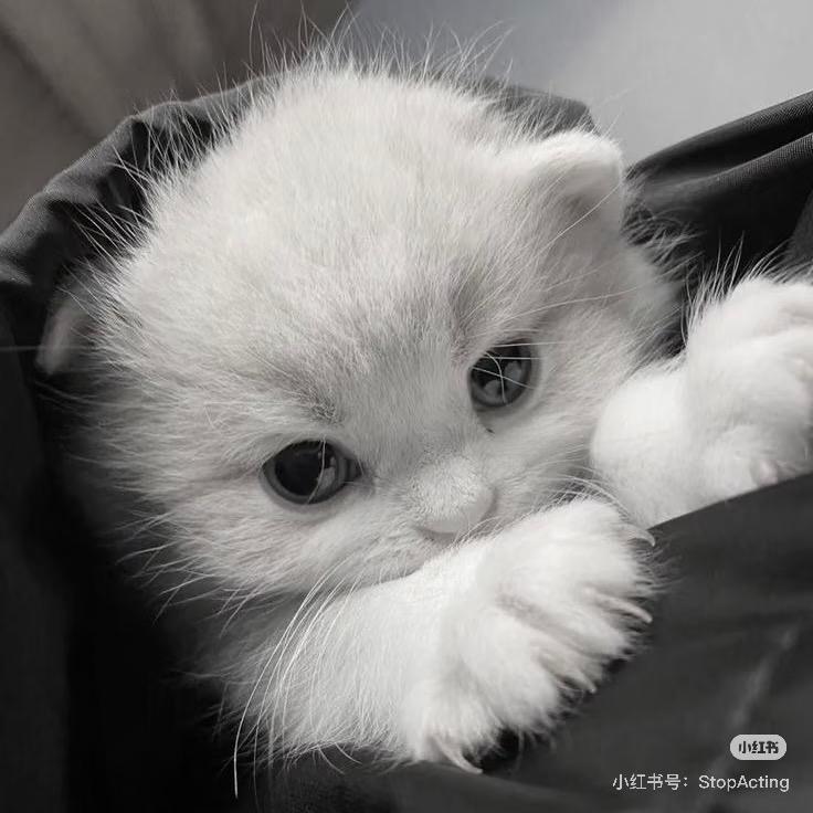 知意