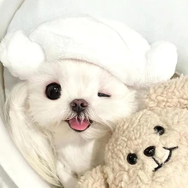爱吃小鱼干儿