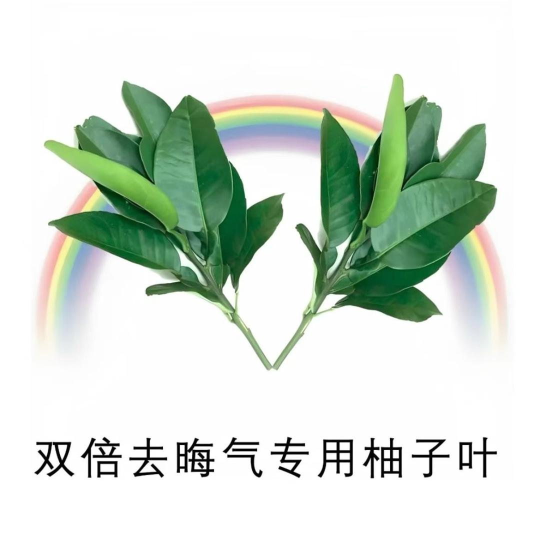 艺晗