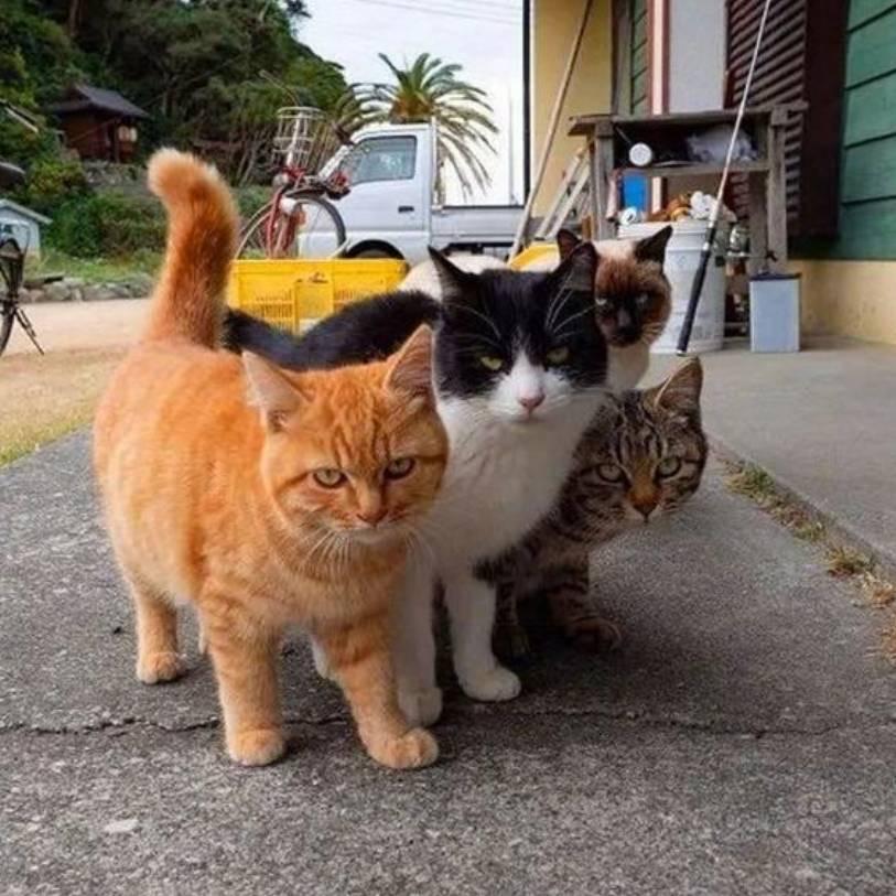 旺声喵语宠物用品店