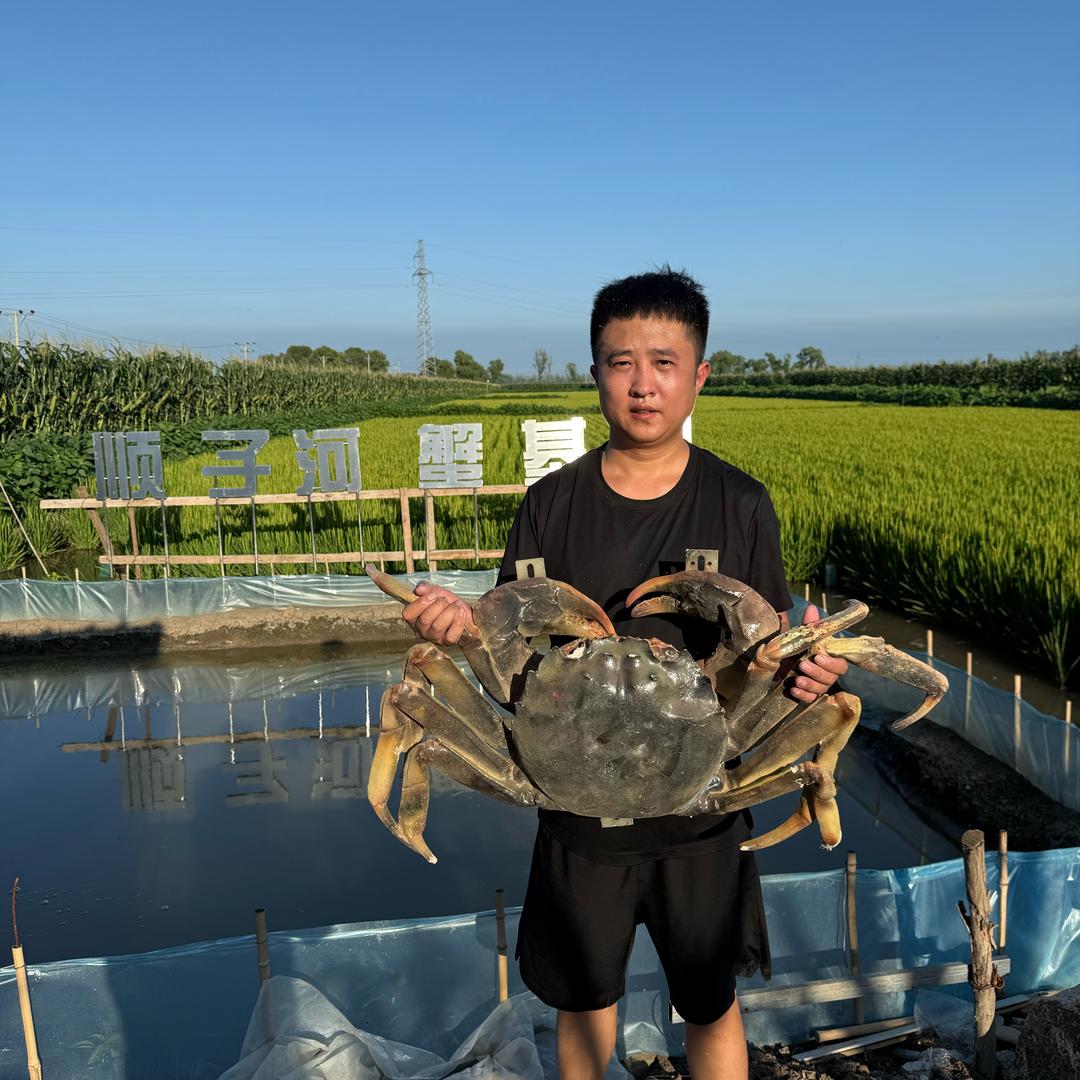 顺子的盘锦稻田河蟹
