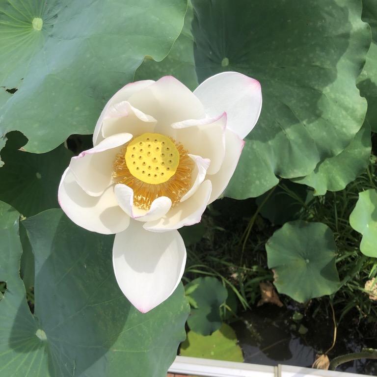 蜡笔大新